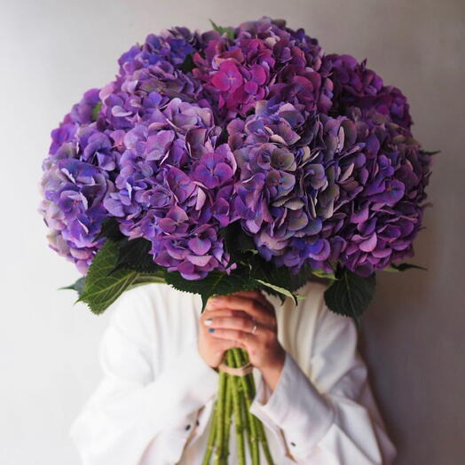 hortensias hollandais