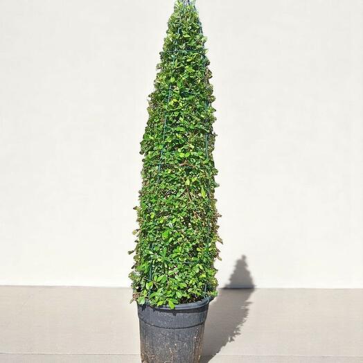 Ehretia Microphylla конусная форма