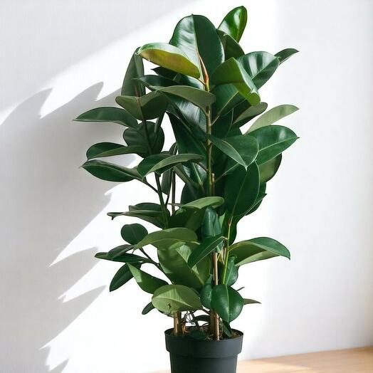 Фикус каучуконосный