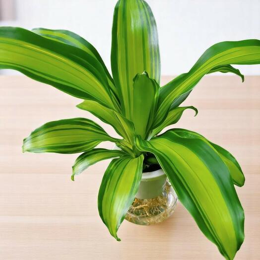 Растение Драцена