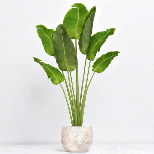 Банан (пищевые бананы)