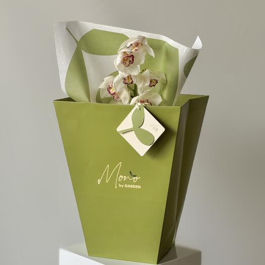 White orchids (1 pc)