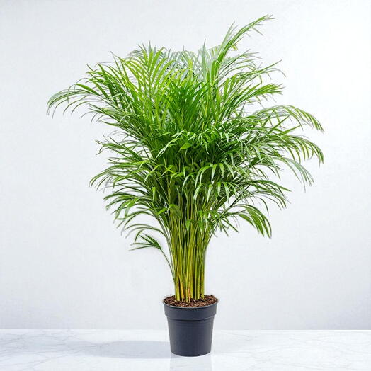 Areca Palm