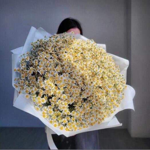 151 Stems Daisies Largest Bouquet