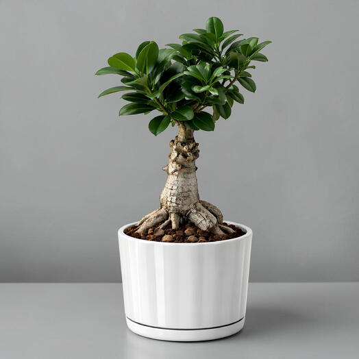 Bonsai tree