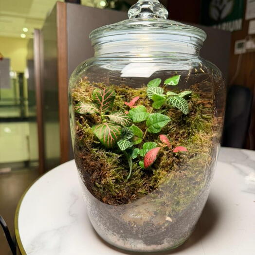 Terrarium apothicaire classique
