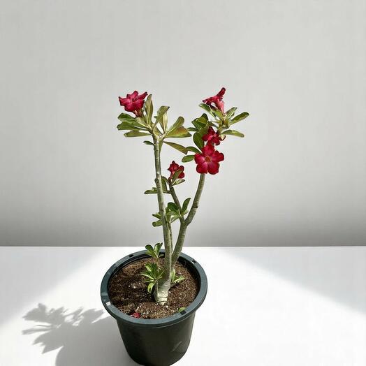 Adenium Obesum красный