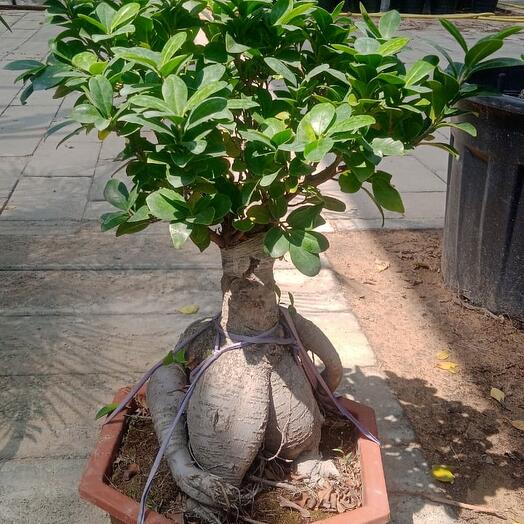 Ficus bonsai