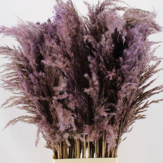 Pampas Lavender