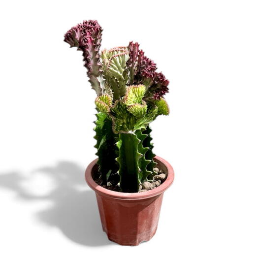 Эуфорбия лактеа