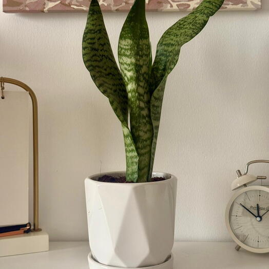 نبات الثعبان في وعاء سيراميك | هدية سهلة العناية