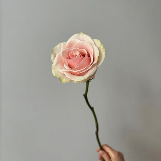 وردة وردية (وردة كلاسيكية)