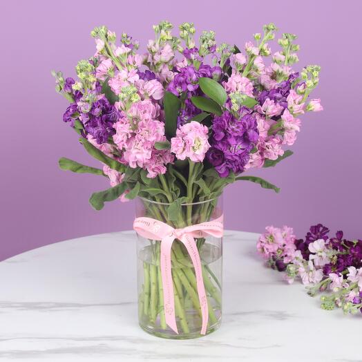 Beauty 21 Pink and Purple Matthiola
