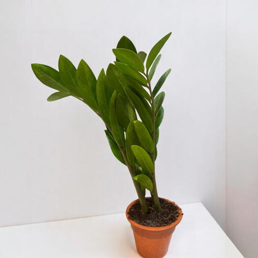 Замиокулькас 35 см – стильное неприхотливое кислородное растение