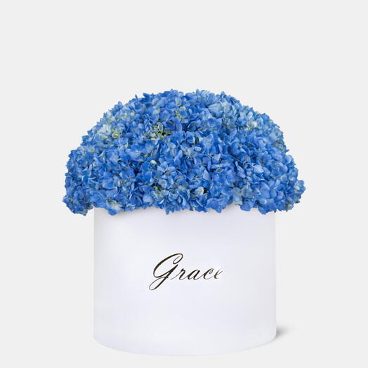 Blue Hydrangea in Extra-Large Box