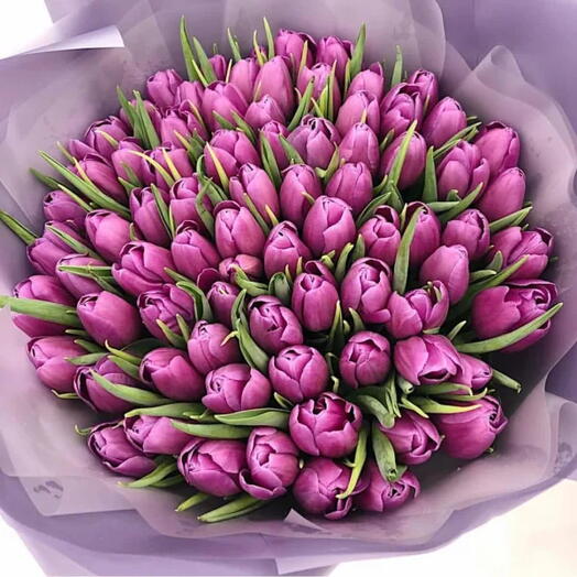 Purple Tulips