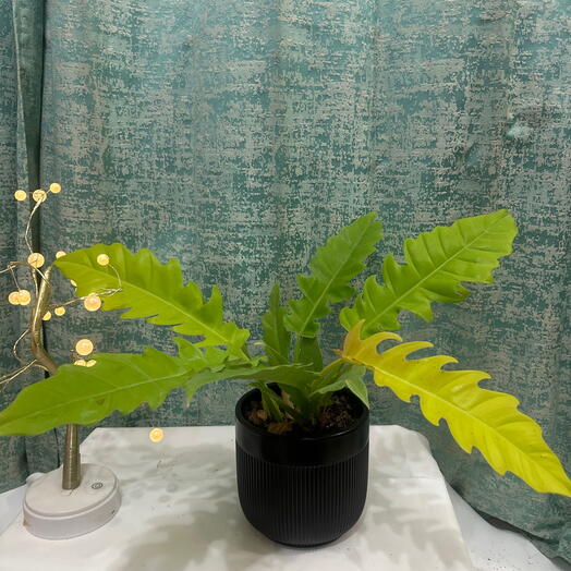 Rare Philodendron Golden Crocodile – Elegant Indoor Plant, Perfect Gift for Home Office Decor