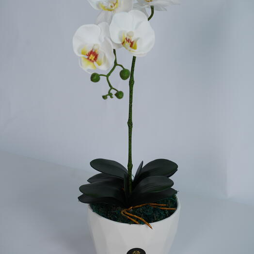 Белая орхидея