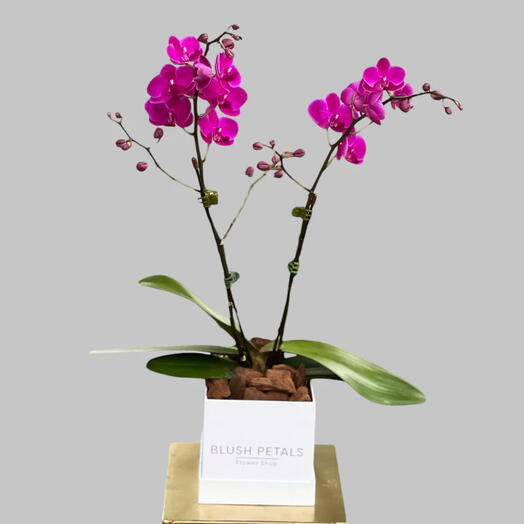 Phalaenopsis púrpura doble