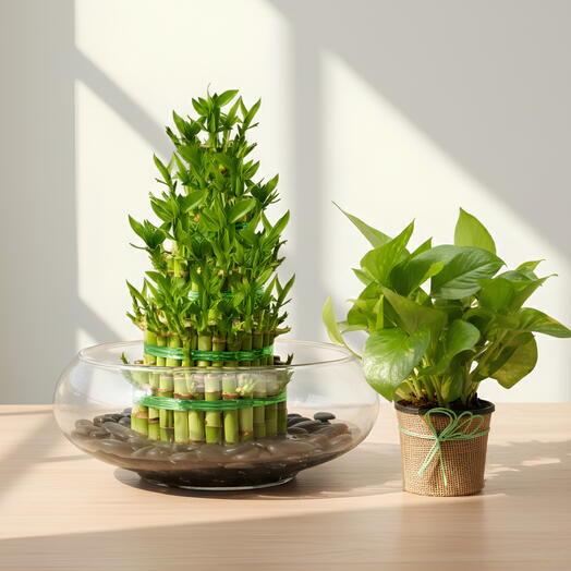 Композиция из счастливого бамбука с золотистым потосом