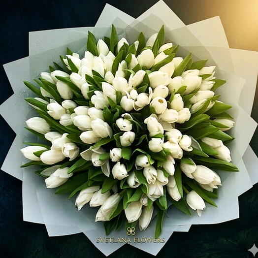 Eternal Purity 101 White Tulips for the Love That Has No Shadow