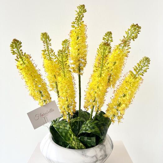 Eremurus avec feuillage tressé