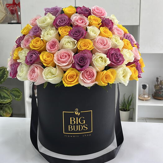 BBF Farah Box/One Sided Box