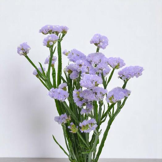 Statice Lavender – Per Stem | Elegant Filler Flower for Bouquets   Decor