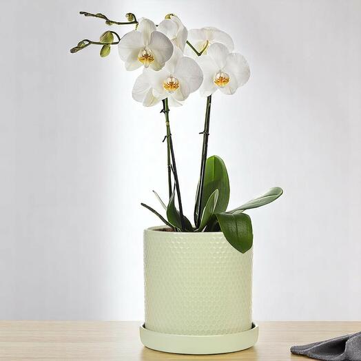 Белая орхидея