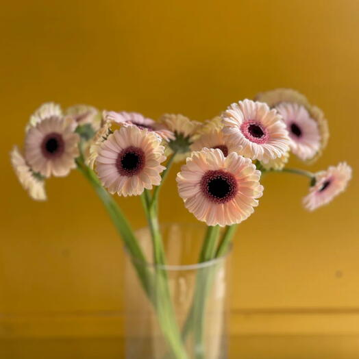 Gerbera Abby Lou per bunch of 10 in a vase