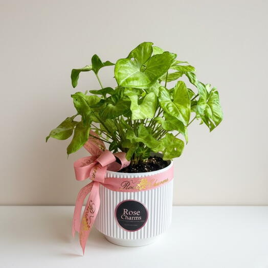 Syngonium planta purificadora de aire | RC-P1004