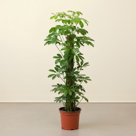 Шеффлера арборикола