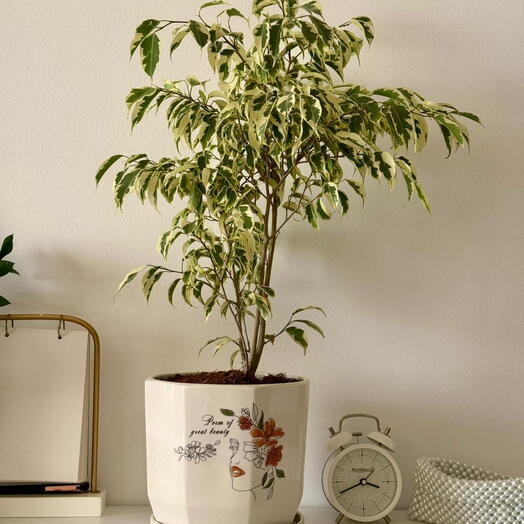 فيكس في وعاء خزفي