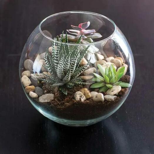 Haworthia and Echeveria Plant in Fish Bowl