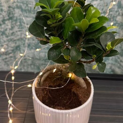 Настольное дерево бонсай в белом элегантном специальном горшке