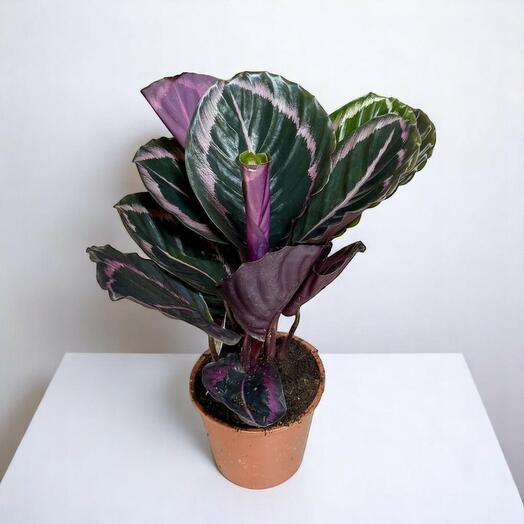 Calathea Plant Table Top Indoor
