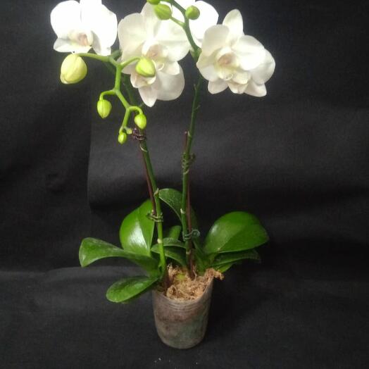 Orchid white