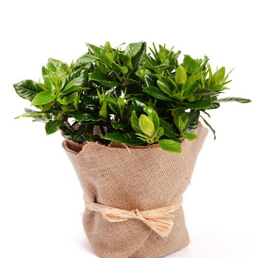 Gardenia in Jute wrap