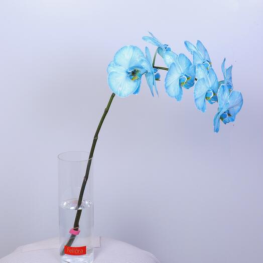 Окрашенная орхидея в вазе-5930