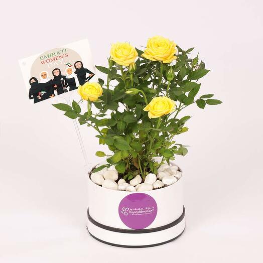 Yellow Rose Plant in White Box for Emirati Womens Day