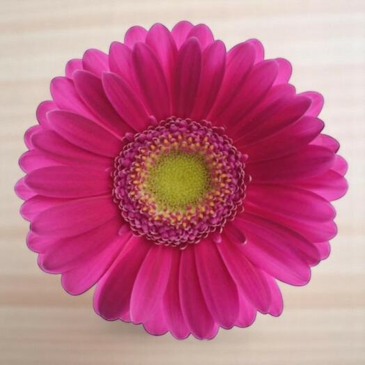 Гербера Airplay – одиночный стебель | ярко-розовая гербера для цветочных композиций