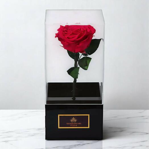 Amor Eterno Rosa roja infinita en caja acrílica – Regalo de flor eterna por Shakespeare Fleur