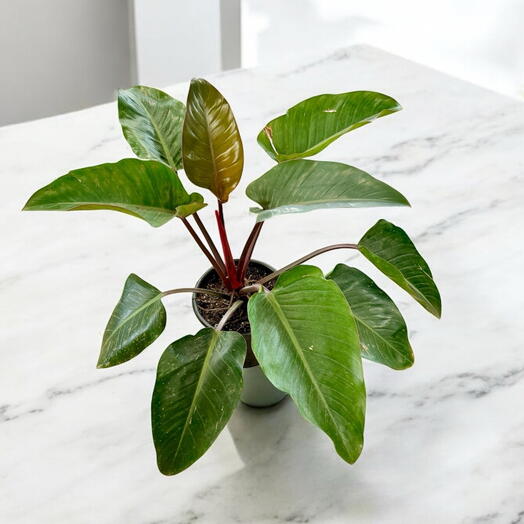 Philodendron Black Congo