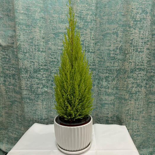 Fresh Lemon Cypress – Aromatic Indoor Plant for Home   Office Decor   Gift