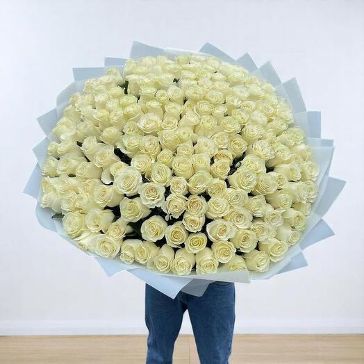 Optimism – Grand White Rose Bouquet of 100 Fresh Blooms