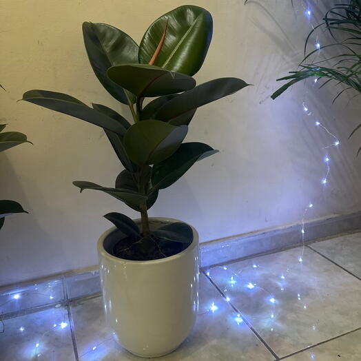 Lush Rubber Plant – Low-Maintenance Indoor Plant for Home,Office Decor   Gift