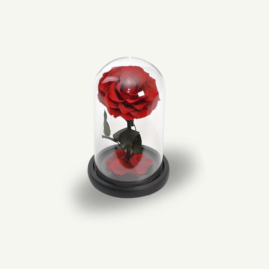 Одна красная вечная роза