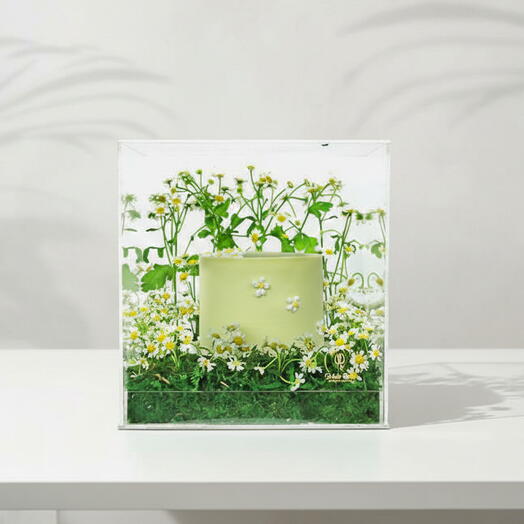 Daisy Cake Box