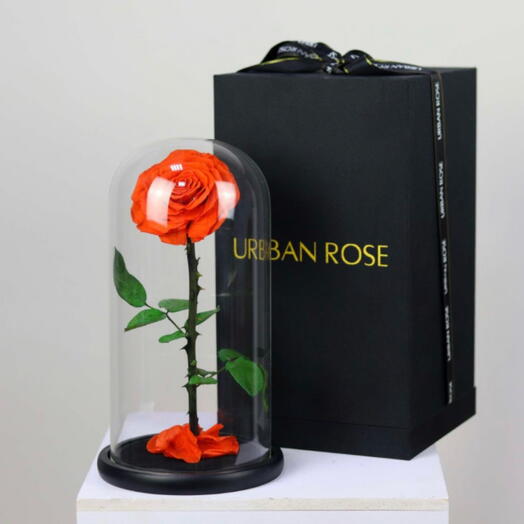 Rosa Infinita Naranja