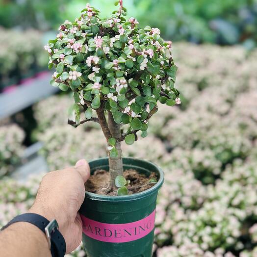 Crassula ovata